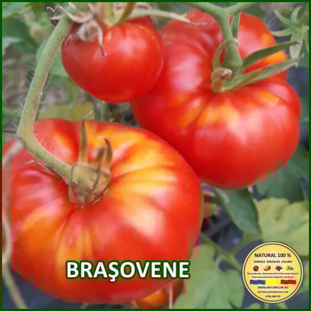 ROSII BRASOVENE www.natural100.ro [0]