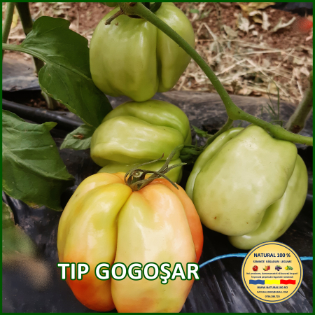 ROSII TIP GOGOSAR www.natural100.ro [1]