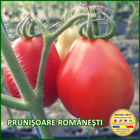 Rosii medii (75-200 g) - ROSII PRUNISOARE ROMANESTI www.natural100.ro
