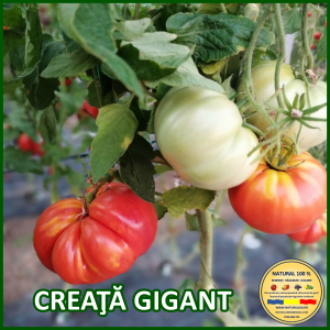 Rosii mari (peste 200 g) - ROSII CREATA GIGANT www.natural100.ro