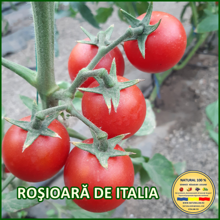 Rosii cherry / mici (5-70 g) - ROSIOARA DE ITALIA www.natural100.ro