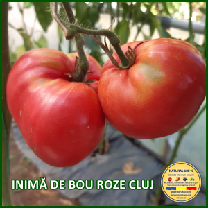 Rosii mari (peste 200 g) - ROSII INIMA DE BOU ROZE CLUJ www.natural100.ro