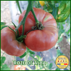 Toate soiurile de rosii - ROSII ROZE DE ALBA www.natural100.ro