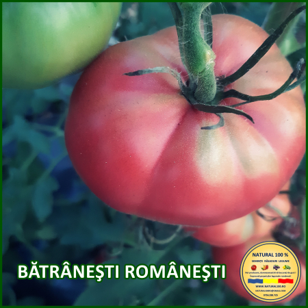 Rosii mari (peste 200 g) - ROSII BATRANESTI ROMANESTI www.natural100.ro