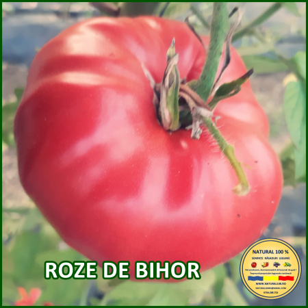 ROSII ROZE DE BIHOR www.natural100.ro [2]