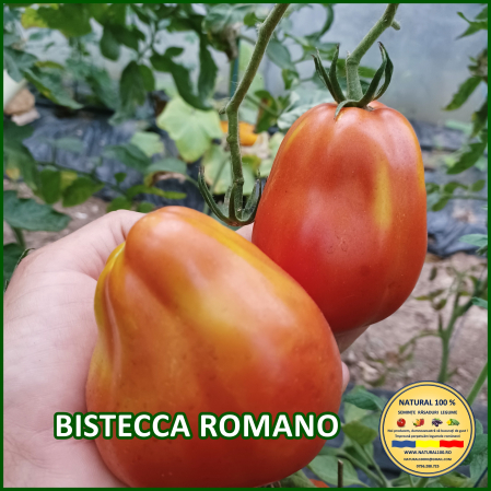 Toate soiurile de rosii - ROSII BISTECCA ROMANO www.natural100.ro