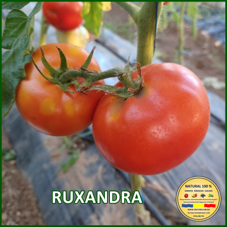 Toate soiurile de rosii - ROSII RUXANDRA www.natural100.ro