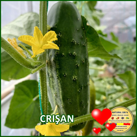 Cornichon - CASTRAVETI CORNICHON CRISAN www.natural100.ro