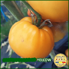 Rosii mari (peste 200 g) - ROSII INIMA GALBENA www.natural100.ro