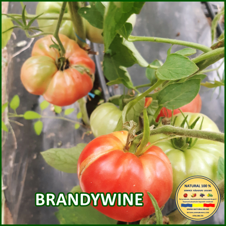 ROSII BRANDYWINE www.natural100.ro [1]