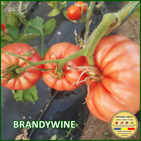 ROSII BRANDYWINE www.natural100.ro [0]