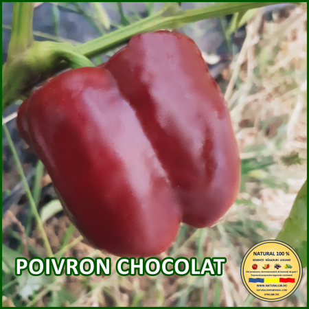Seminte de ardei - ARDEI POIVRON CHOCOLAT www.natural100.ro