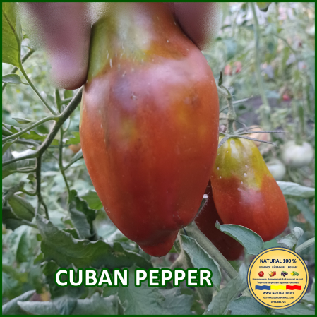 Toate soiurile de rosii - ROSII CUBAN PEPPER www.natural100.ro