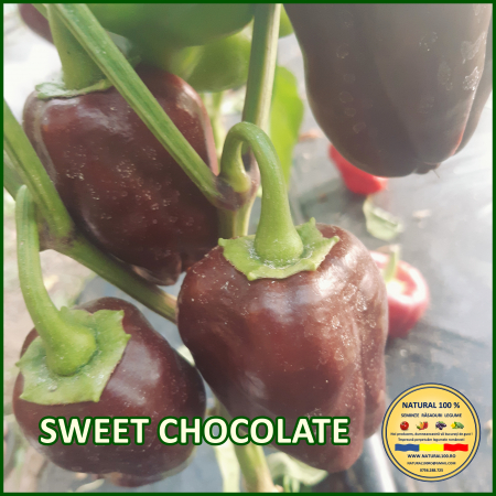 ARDEI SWEET CHOCOLATE www.natural100.ro [1]