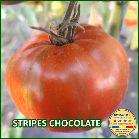 ROSII STRIPES CHOCOLATE www.natural100.ro [1]