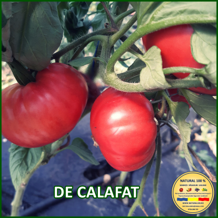 ROSII DE CALAFAT www.natural100.ro [0]