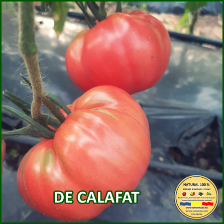 ROSII DE CALAFAT www.natural100.ro [1]