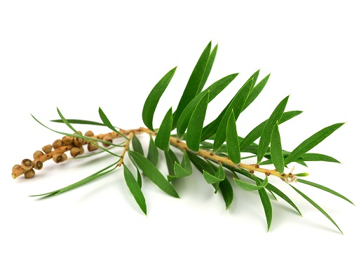 Cajeput Essential Oil 15ml [3]