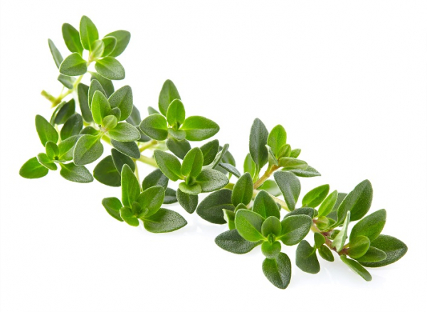 Thyme Essential Oil 15ml [2]