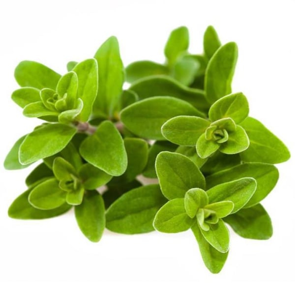 Ulei Esential Marjoram 15ml [2]