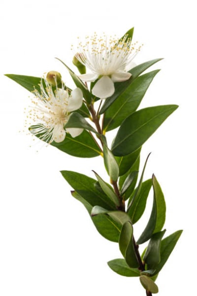Myrtle Essential Oil 15ml [2]