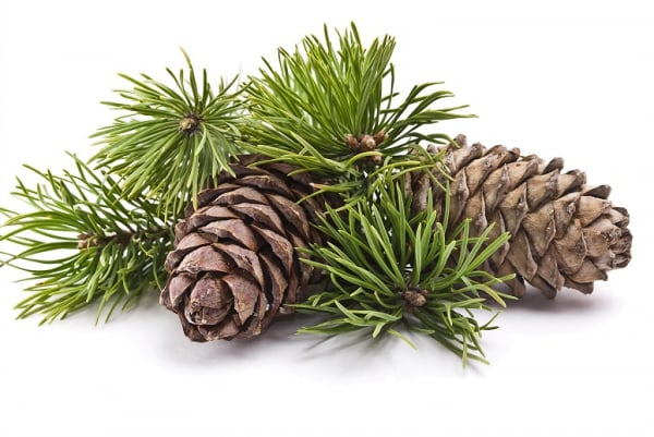 Ulei Esential Cedar 15ml [2]