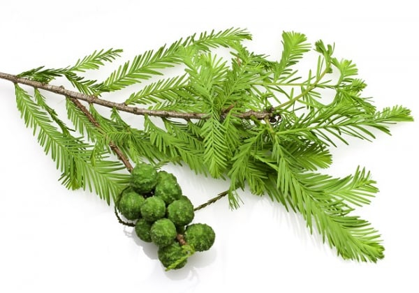 Cypress Essential Oil 15ml [2]