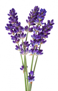 Ulei Esential Lavender 15ml [1]