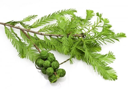 Cypress Essential Oil 15ml [1]
