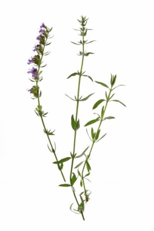 Ulei Esential Hyssop 15ml [1]