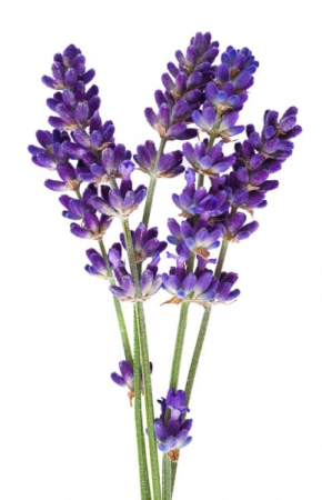 Lavender Essential Oil 15ml [1]