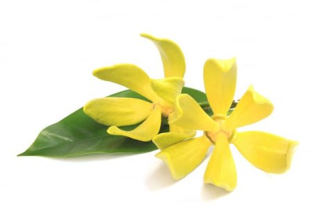 Ulei Esential Ylang Ylang 15ml [1]