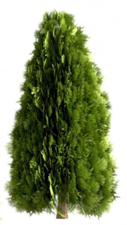 Ulei Esential Thuja Wood 15ml [1]