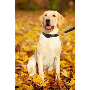 Lesa retractabila pentru caini,Lucky Leash L/XL [1]