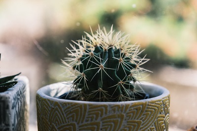 cactus in ghiveci