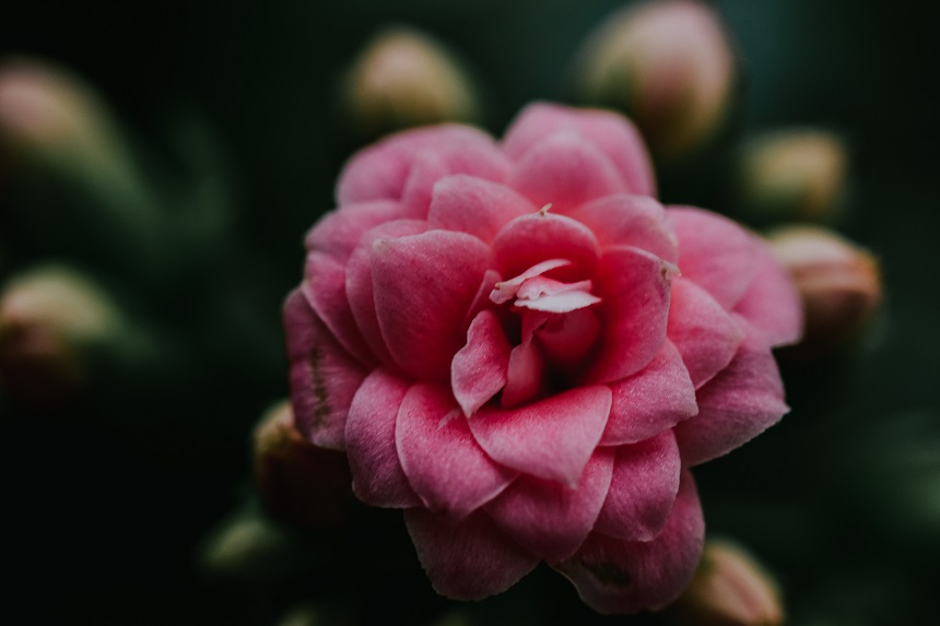 floare de begonie