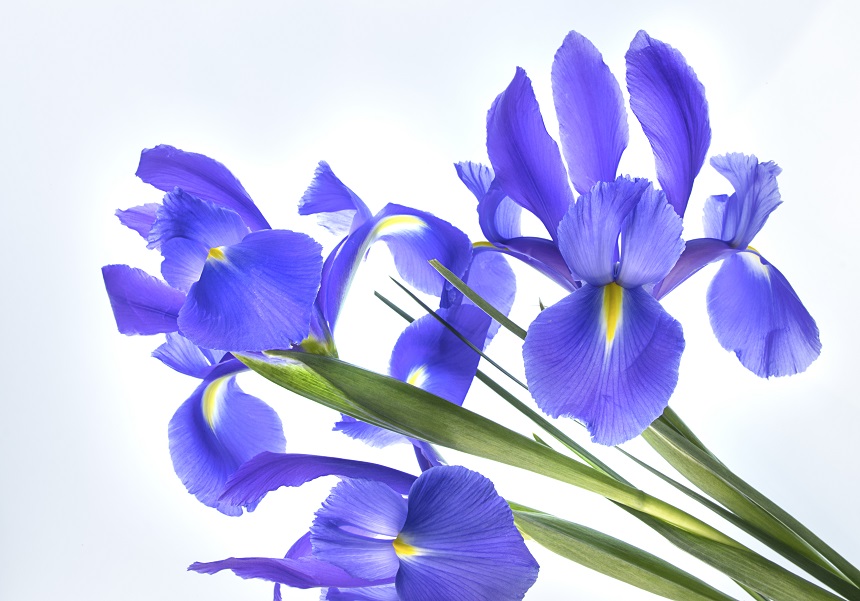 flori de iris