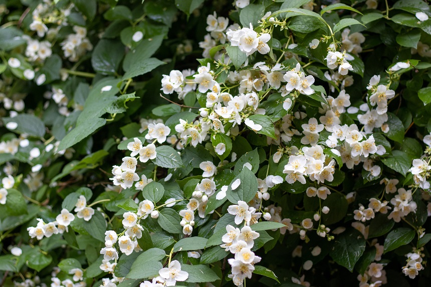 flori de iasomie