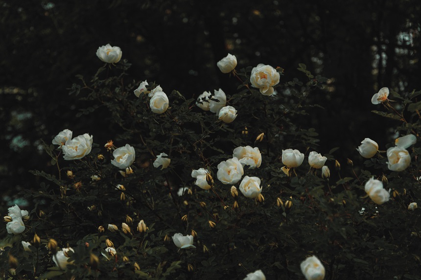 trandafiri albi de gradina