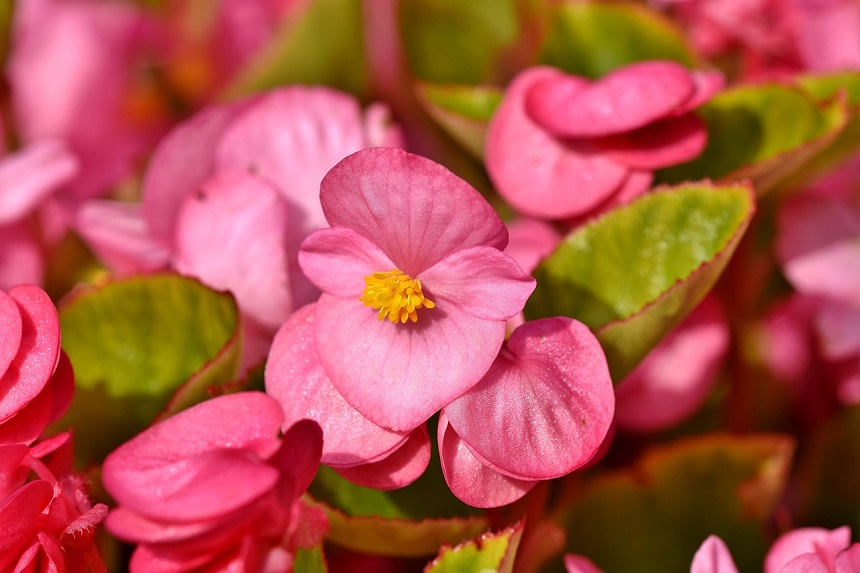 begonii flori roz