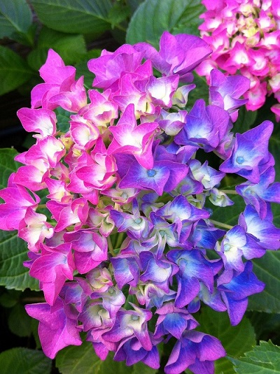 hortensia paniculata