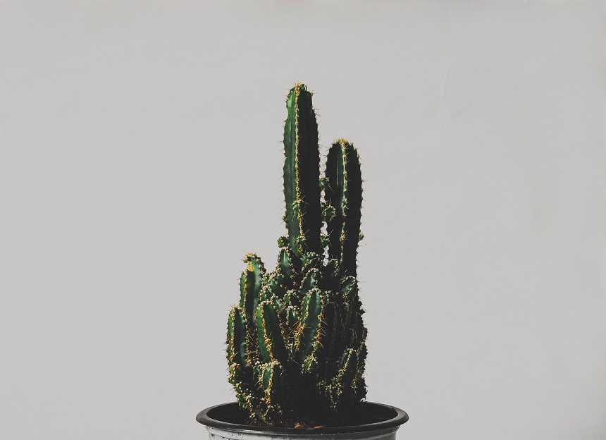 cactus columnar in ghiveci