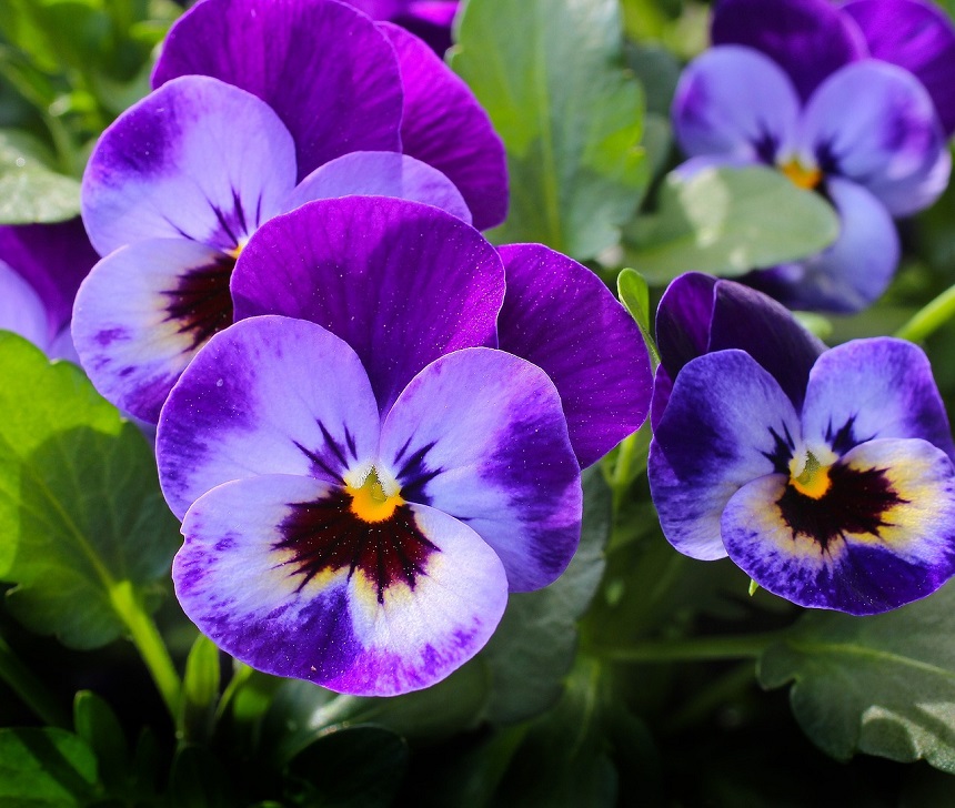 violete flori
