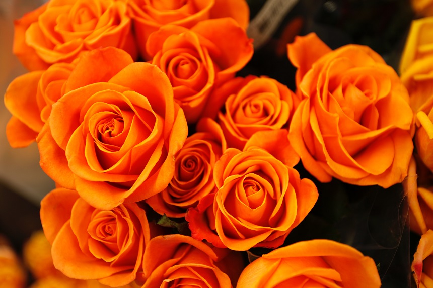 flori portocalii