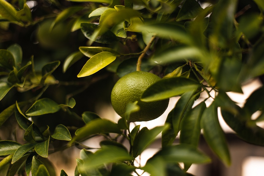 mini copacel citrus