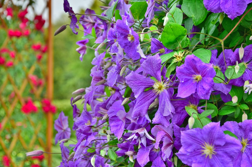 Plante ornamentale de exterior pentru grădina ta
