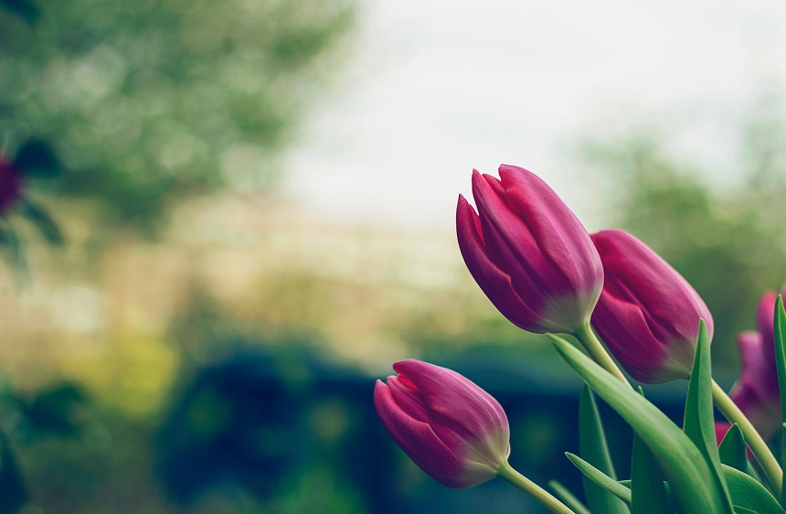 Top 5 flori de primăvară pentru grădina ta