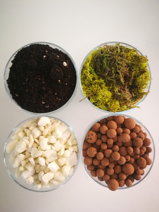Kit Terrariu cu Suculente si Crassula Ovata Planta Banilor in Vas de Sticla [3]