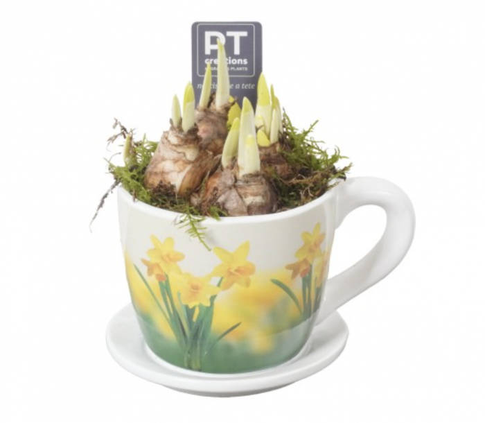 Aranjament floral de primavara Olla cu bulbi de Muscari in cana ceramica [4]