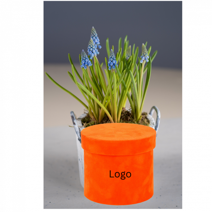 aranjament-floral-de-primavara-olla-cu-plante-in-vas-personalizat-bulbi [2]